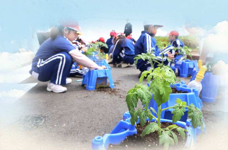 園児のトマト栽培